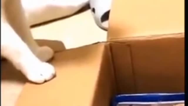 Try Not To Laugh🤣 Cats Funny Video 🤣🤣