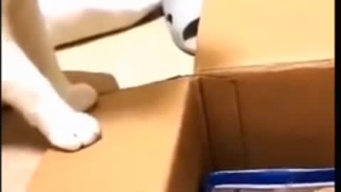 Try Not To Laugh🤣 Cats Funny Video 🤣🤣