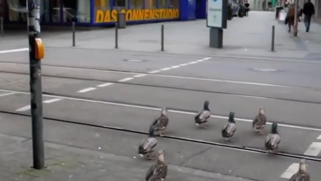 Duck Road crossing