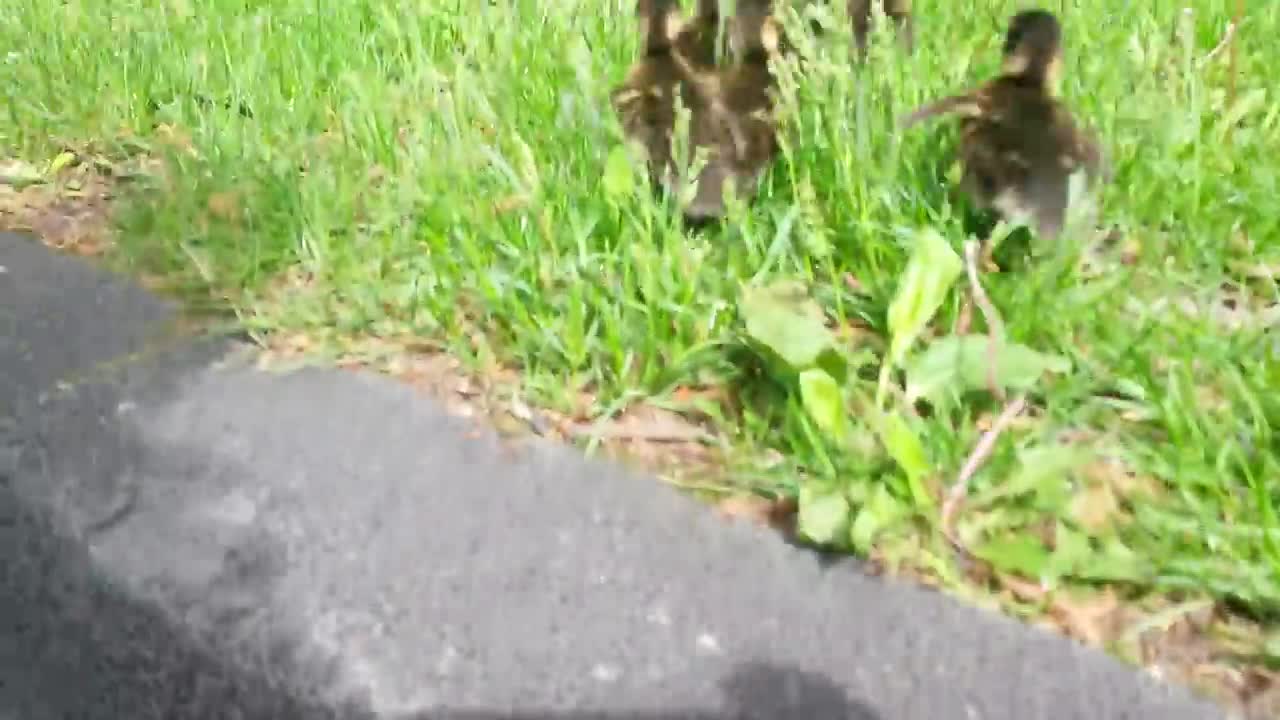 Saving a duck family Police man