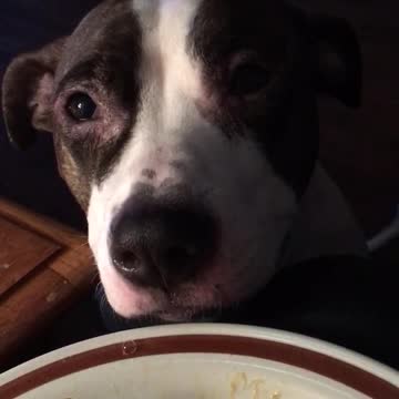 Listen to this hungry pup literally sing for scraps