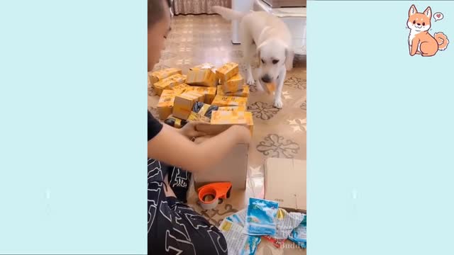 Funny DOG Videos Cute Buddy