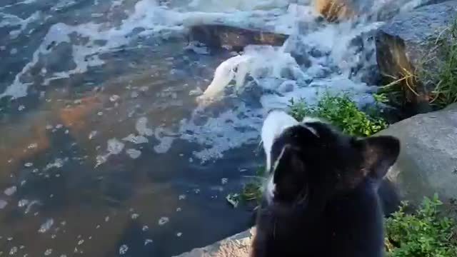 Stubborn Husky Dog Videos 😁😇 Best Funny Animal Videos 2022 😺 Funny Dog Videos 2022 😁