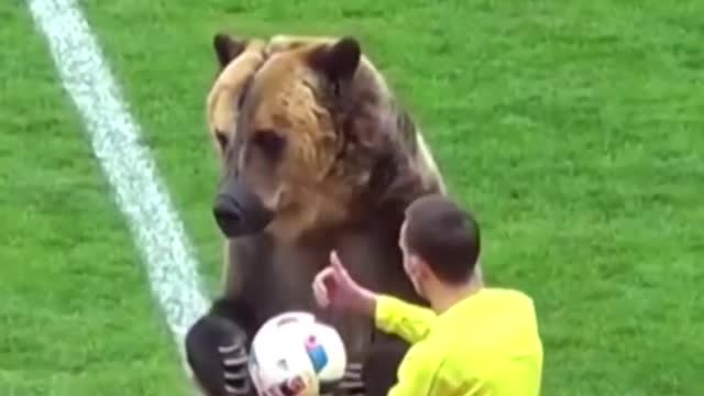 Rare video viral video of animal in football