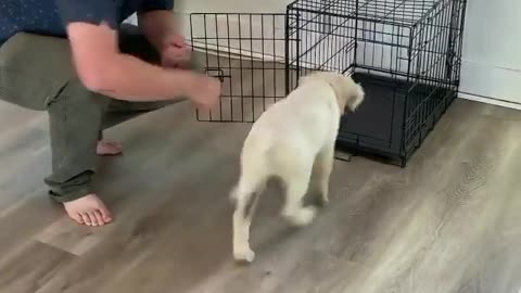 How to Crate Train your Puppy