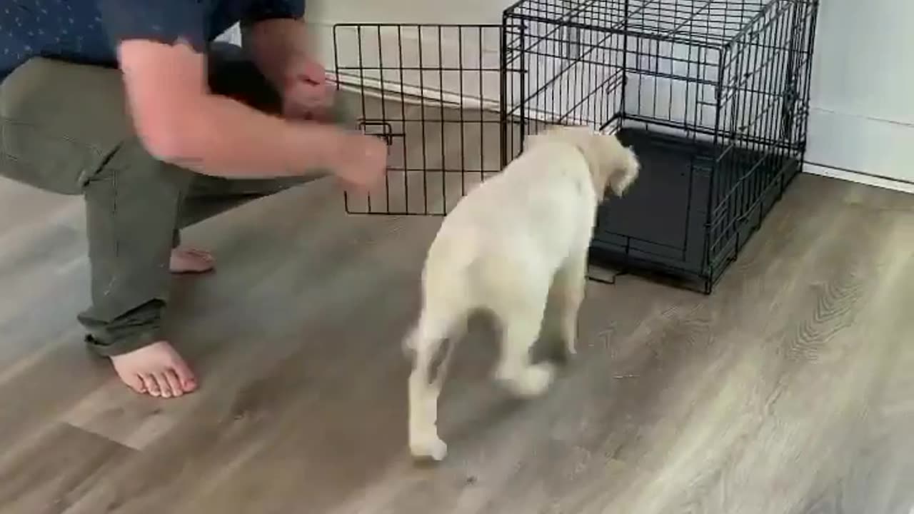 How to Crate Train your Puppy