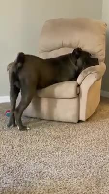 This huge dog uses cuteness to get its way