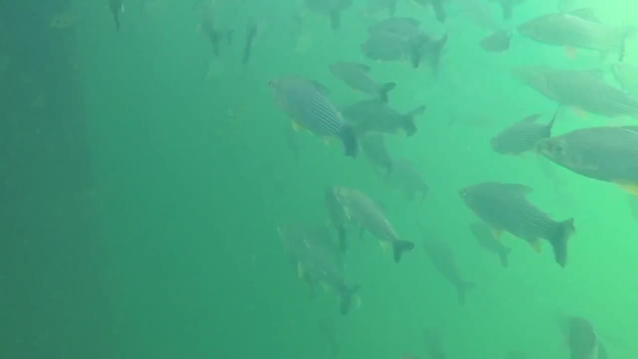 Schools of Fish