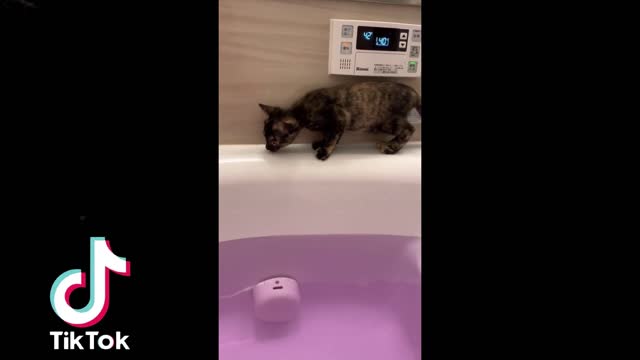 🇯🇵🗾Funny Japanese Animal 😻 Tik Tok Video 2021