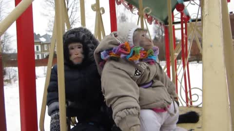 monkeys walk in winter