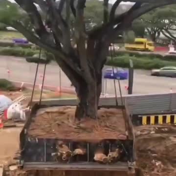 Old Tree Transportation 🎄