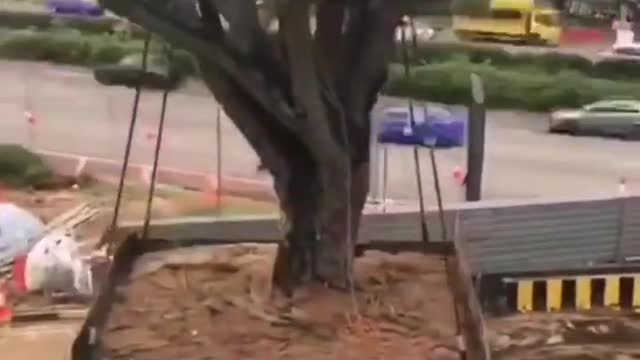 Old Tree Transportation 🎄