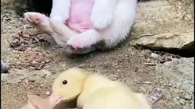 Funny video best animal seene tranding video monkey video cat video dog all funny videos 🤣