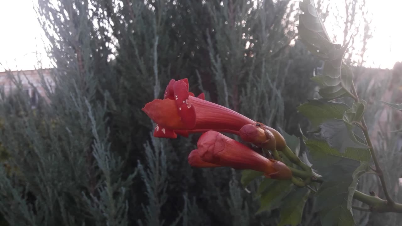 Tokema blooms