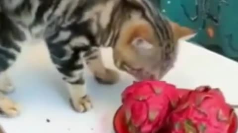 FUNNY ANIMALS VIDEOS TRY NOT TO LAUGH 🤣 | FUNNY CATS | FUNNY DOGS | CUTEST ANIMALS