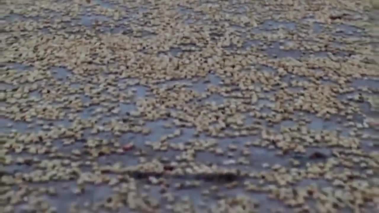 The Man Feed the Food in Wild Parrotsp1