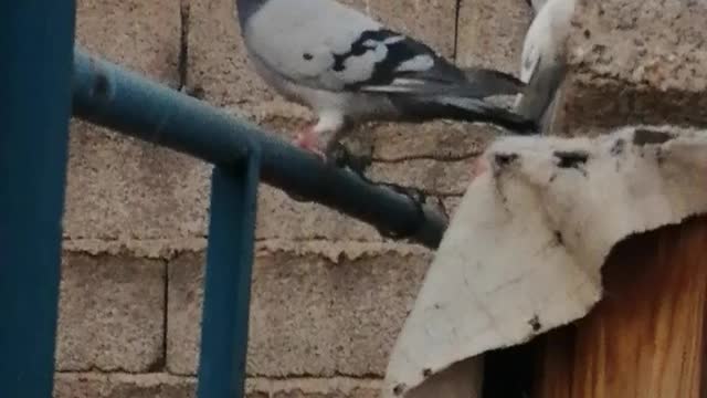 Pigeon mating