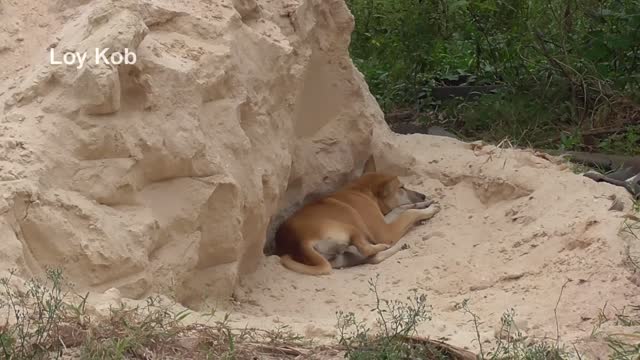 Fake tiger prank to dog very funny