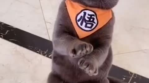 Uncle fluffy kitten cat