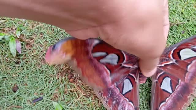 Amazing unique giant butterfly