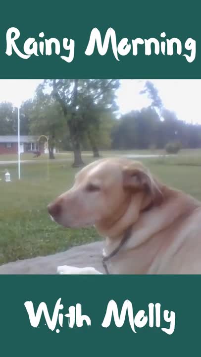 Rainy Mornings With Molly.