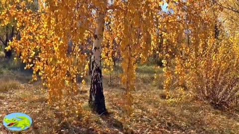 Nature. Forest life. How wonderful ...