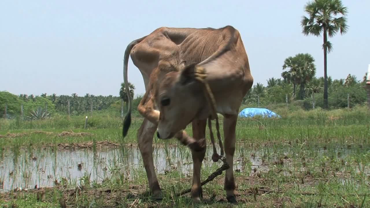 Little cow eating grass in India countryside