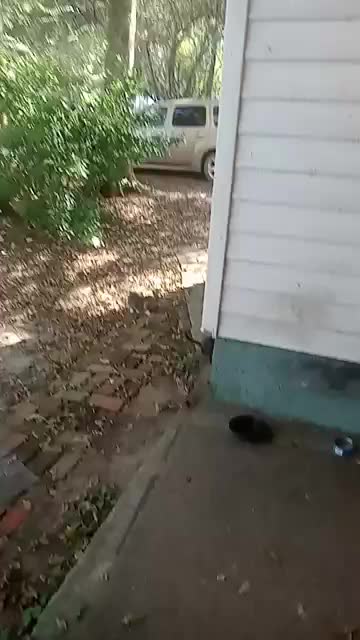 Kitties Learning To Hunt For Food. They Come Straight To The Food Bowl
