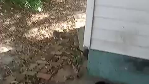 Kitties Learning To Hunt For Food. They Come Straight To The Food Bowl