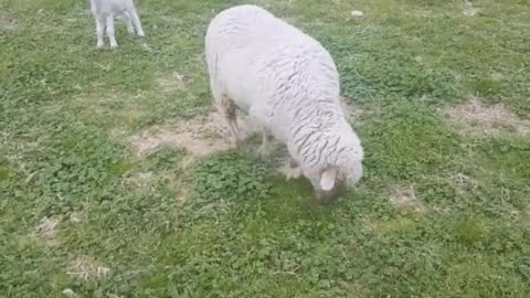 A cut lamb.New Zealand meadow.peaceful