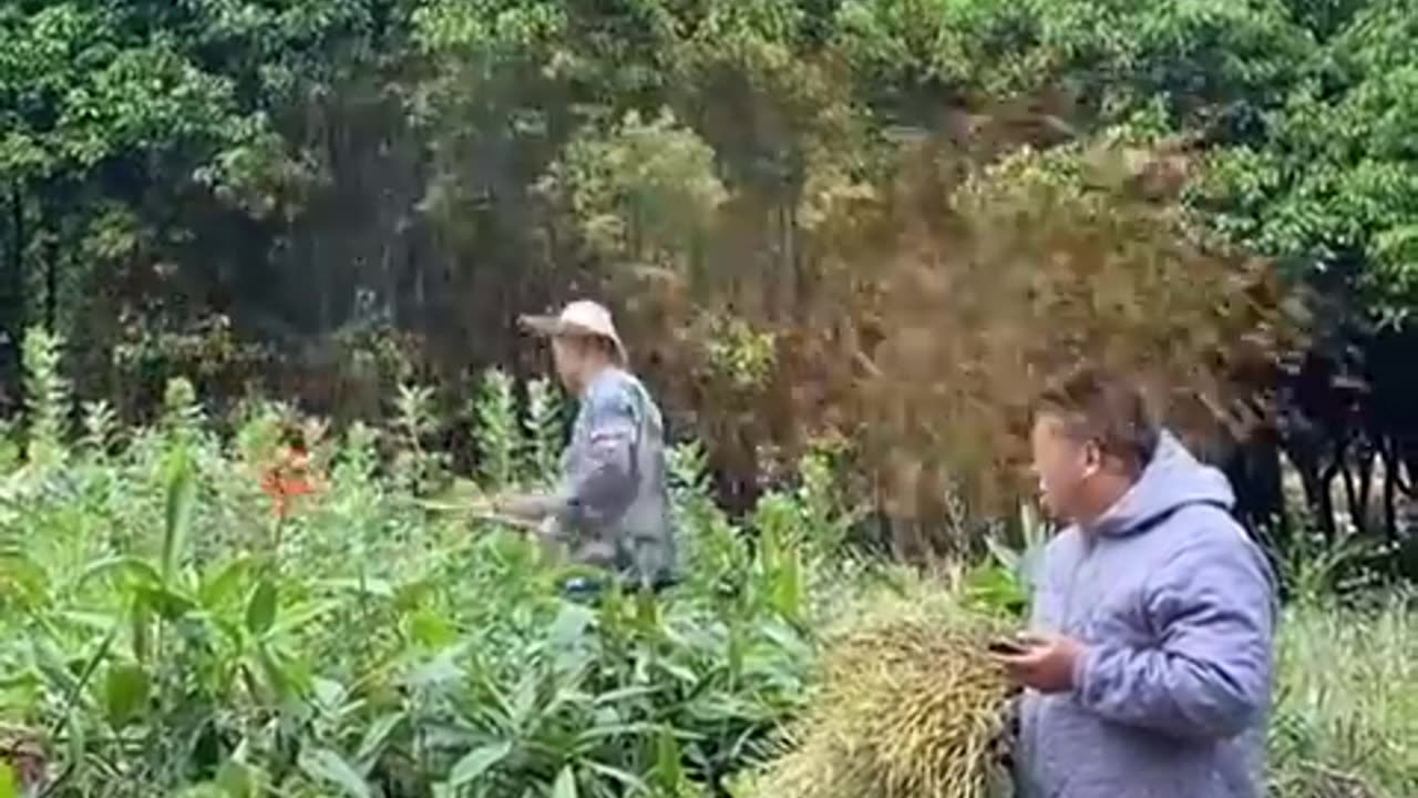 Best Funny Videos - Try to Not Laugh 😆😂🤣 Part 14