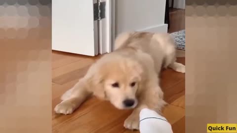 Golden Retrievers Funny Video