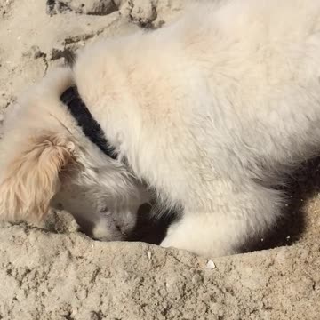 Puppy buries head at Beach