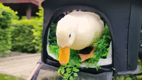 duck in stroller