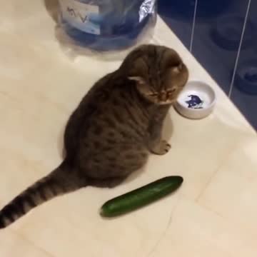 cat and cucumbers. #short . #funny short (2)