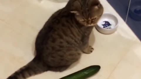 cat and cucumbers. #short . #funny short (2)