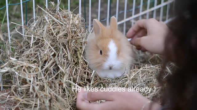 First encounter with baby rabbit