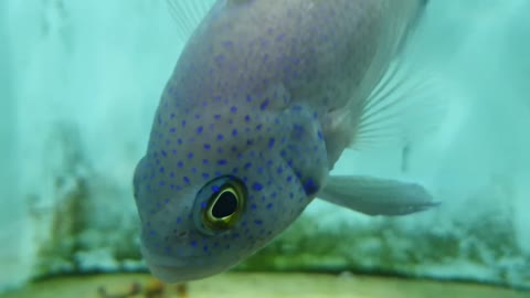 tropical aquarium fish in aquarium