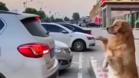 Dog controlling a car