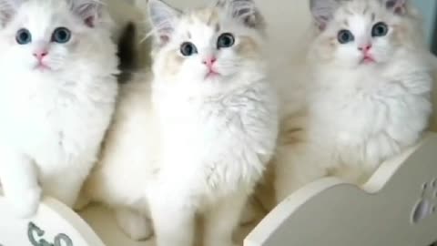 three kittens are looking at you