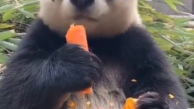 How The bear crunch carrot