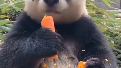 How The bear crunch carrot