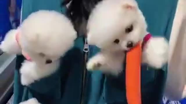 Cuteness mini Puppies Videos ❤️