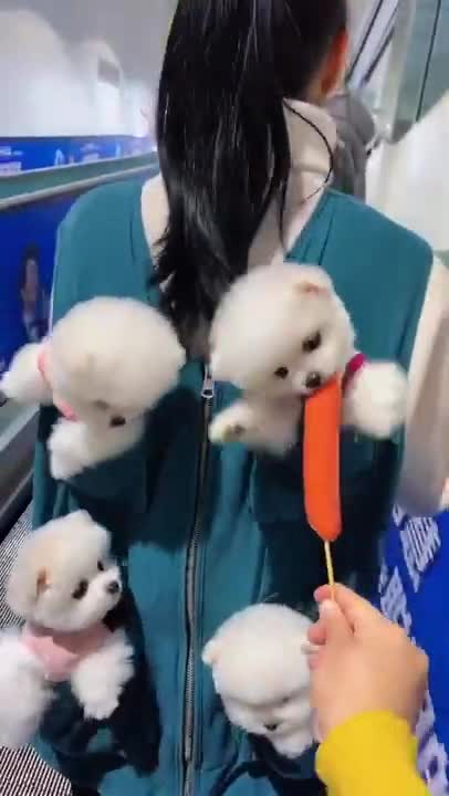 Cuteness mini Puppies Videos ❤️