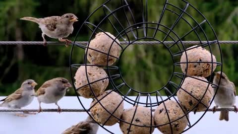 5 Sparrows Feeding At A Cage-Feeder