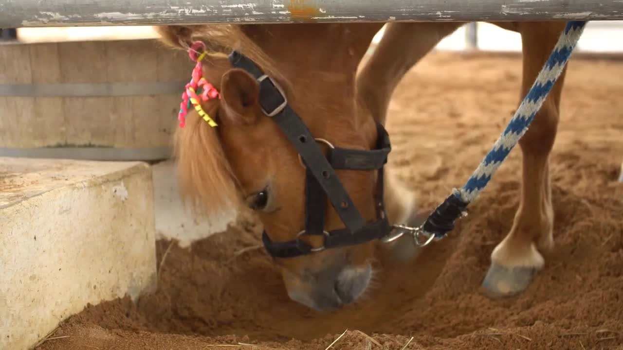 Fancy Dwarf horse in the zoo