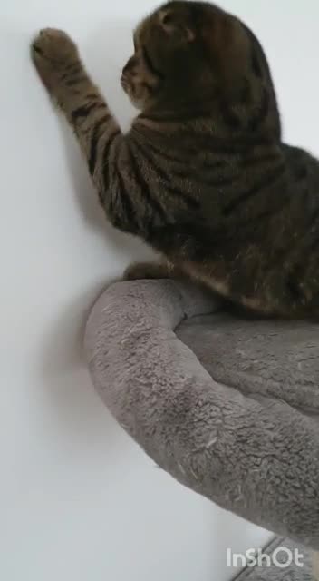 《 Kiti》 cat playing with laser