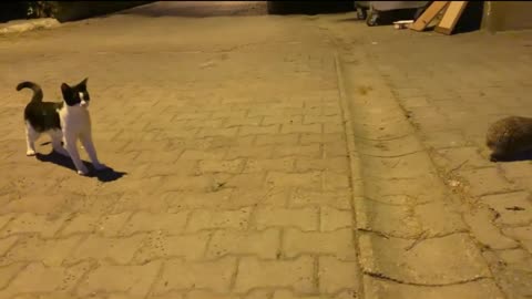 Curious cat meeting hedgehog, filmed in Istanbul yesterday evening!!!