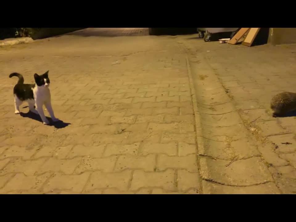 Curious cat meeting hedgehog, filmed in Istanbul yesterday evening!!!