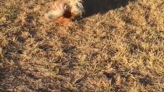 Dog gives catch her all